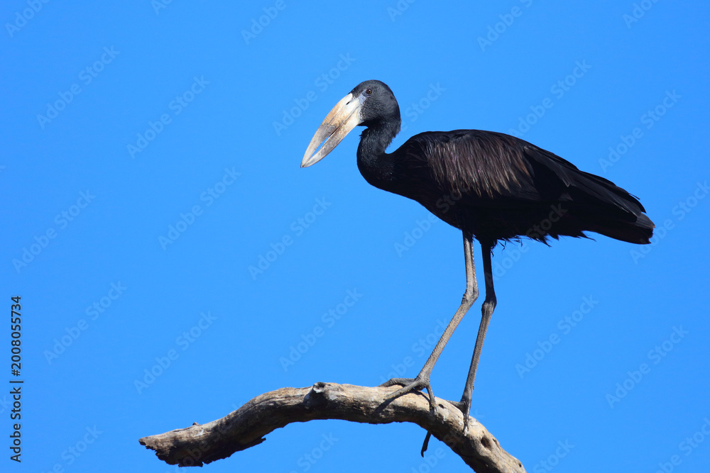 Fototapeta premium Mohrenklaffschnabel / African openbill / Anastomus lamelligerus