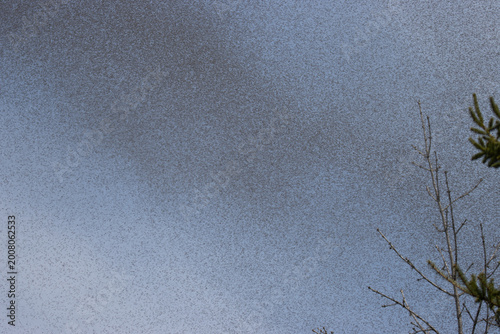 Swarm of Gnats
