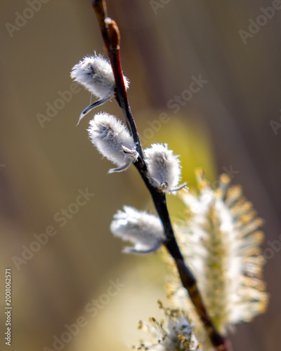 Pussywillow in the sunshine
