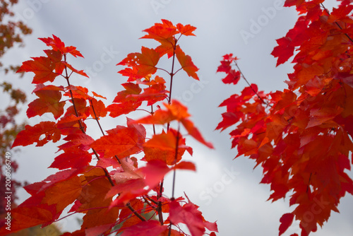 Autumn leaves background moody red orange maple foliage vibrant seasonal nature closeup