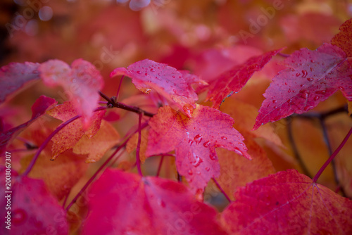 Autumn maple leaves background with vibrant red orange foliage closeup seasonal nature