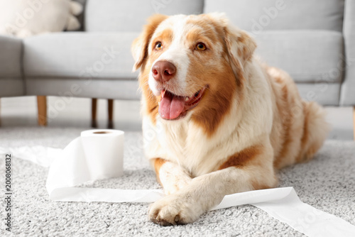 Photos Naughty dog playing with toilet paper at home