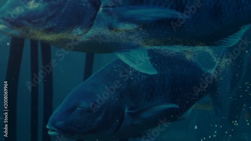 Two dark-blue fish moving forward, displacing plankton into looping ribbon and revealing kelp