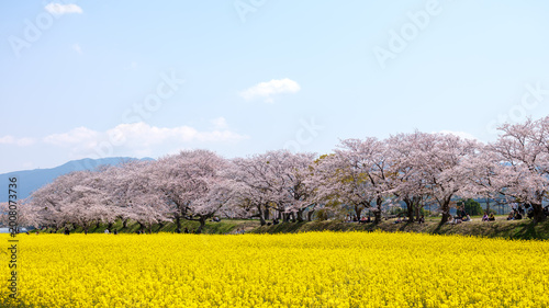 藤原宮跡の桜と菜の花、ワイド
