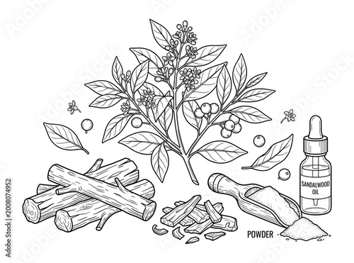 Sandalwood plant with oil bottle and wood sticks vector illustration on transparent background set.