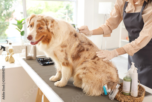Female groomer brushing Australian Shepherd dog in salon