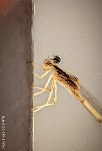 Damselfly photographed with a macro lens
