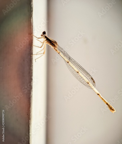 Damselfly photographed with a macro lens