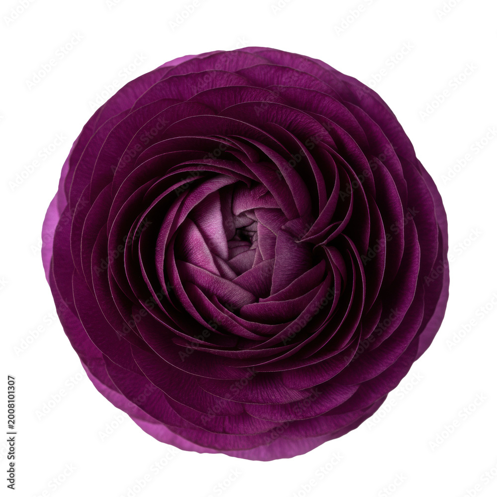 Obraz premium Single deep violet ranunculus flower in full bloom with multi-layered delicate petals against a transparent studio background, elegant botanical beauty concept