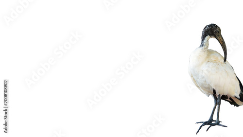 Foto ibis preening its left wings isolated on white background, portrait of white bir