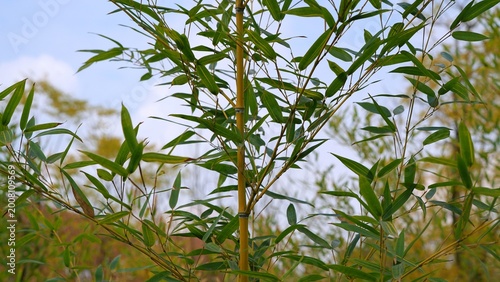 golden bamboo growing tall in spring season,  phyllostachys aurea plant which popular as ornamental grass, bamboo trees in the afternoon light