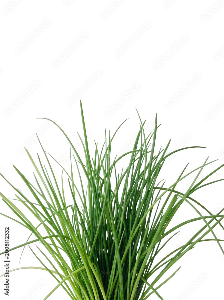 Naklejka premium Green grass with transparent background, isolated foliage