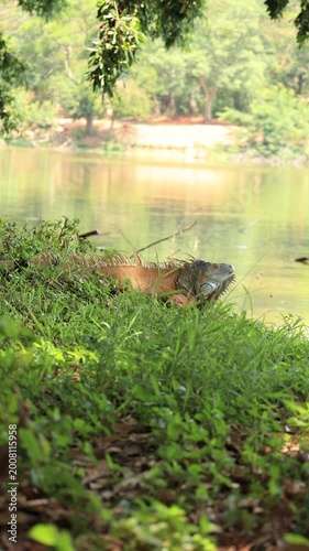 Iguana in the pond