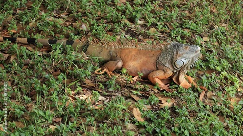 Iguana in the forest