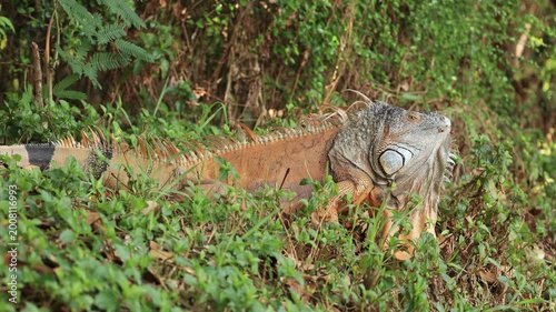 Lizard on the grass