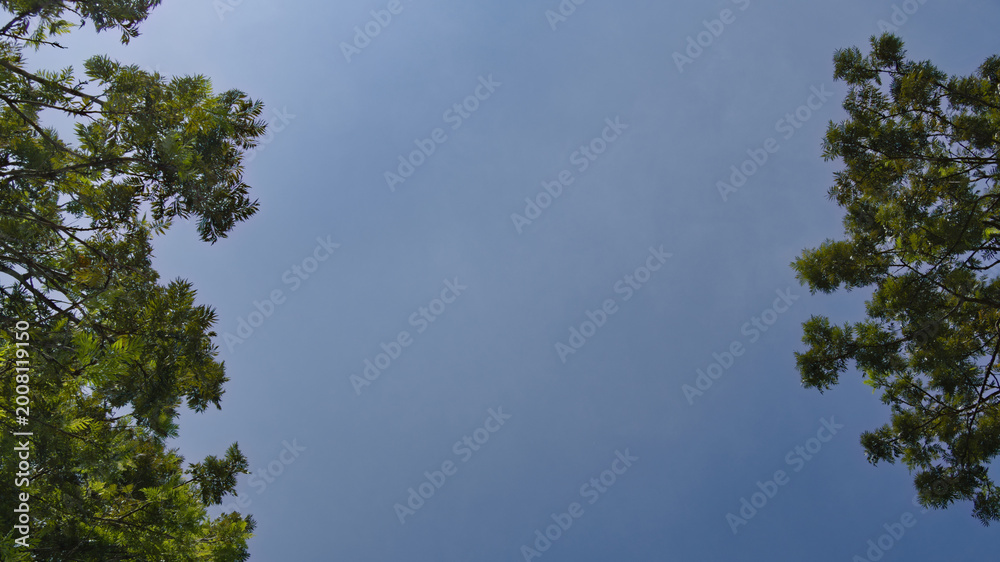 Fototapeta premium Low-angle perspective looking up at a clear blue sky framed by lush green tree branches. Ideal for copy space, environmental themes, and mental health visuals.