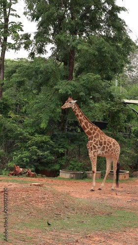 giraffe in the zoo