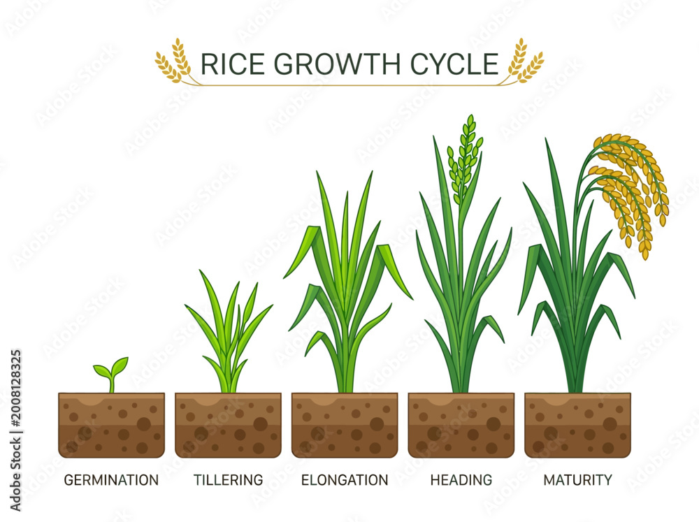 Fototapeta premium Rice Growth Cycle Vector Illustration: Germination, Tillering, Elongation, Heading, and Maturity Stages of Oryza Sativa