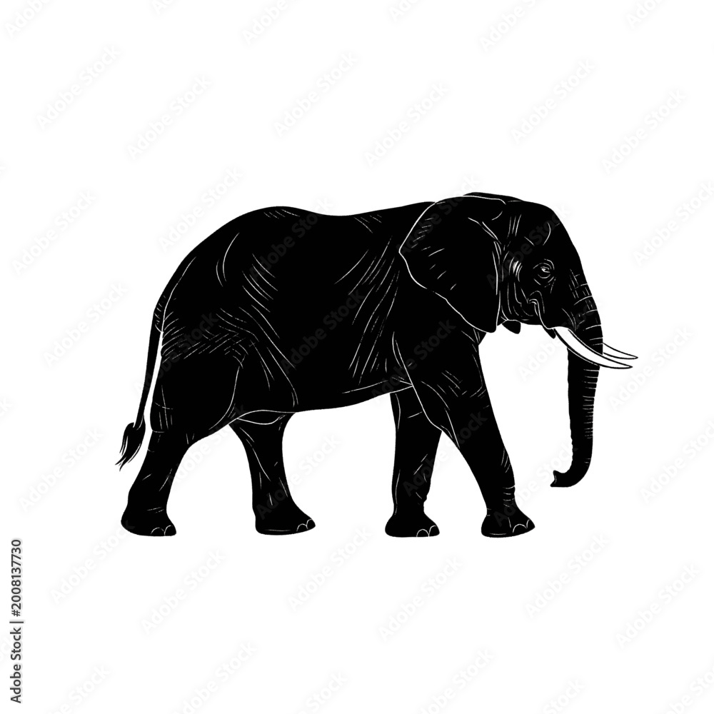 Fototapeta premium Black silhouette of an adult African elephant walking, isolated on a white background, side view.