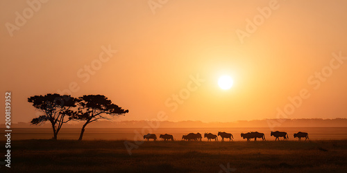Safari Sunset Migration