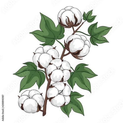 Fotografija Cotton plant, white cotton balls, green leaves, botanical illustration, agricult