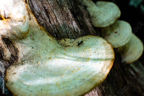 Tablou pe pânză Black Ant Foraging on Wild Bracket Fungus Growing on Forest Tree