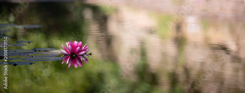 Fotografie A Water lily flower in a natural pool