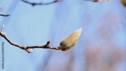 Single White Magnolia Bud Opening on Bare Branch