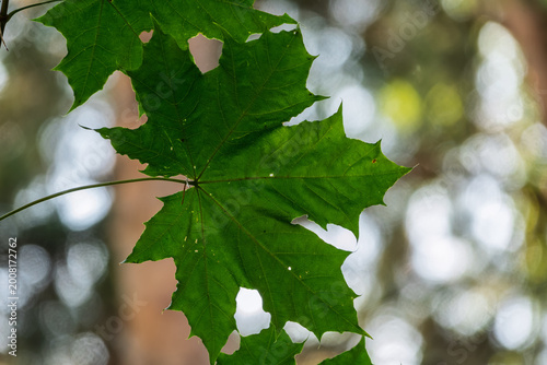 Spring branches of maple tree with fresh green leaves. Acer saccharinum, silver maple