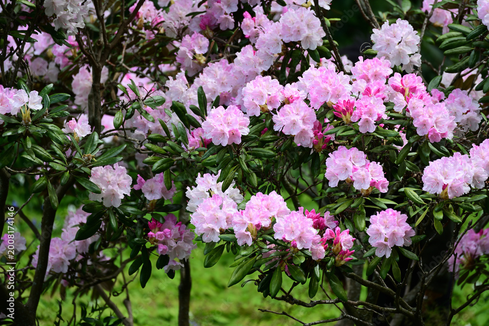 Obraz premium pink and white flowers