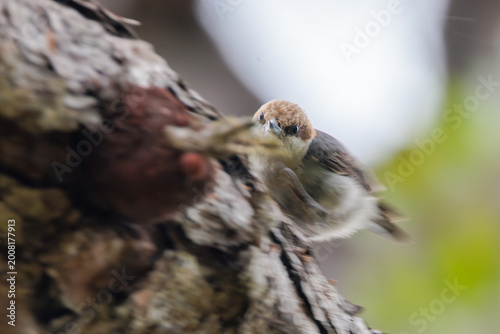 Fotografie A brown-headed nuthatch (Sitta pusilla) in motion, hunting for insects on a tree