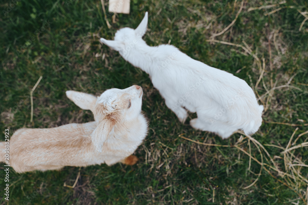 Fototapeta premium Two young goats explore a sunlit pasture, grazing and sniffing grass, curious and playful, in a calm outdoor scene with natural colors and rustic surroundings, capturing a warm countryside lifestyle