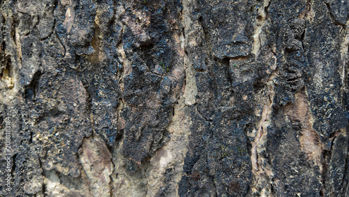 Close up view of intricate textures and details on rough tree bark showcasing natural patterns