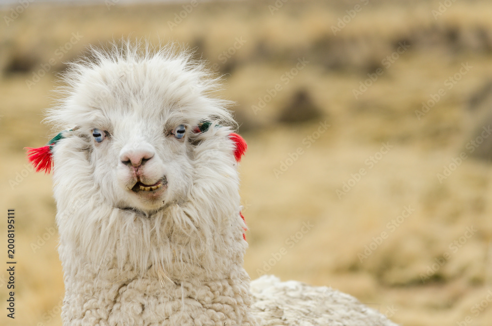 Fototapeta premium Llama portrait