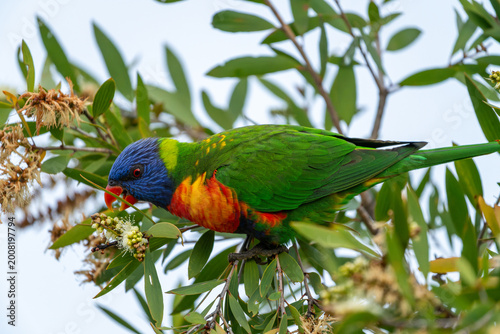 Fotografie Rainbow Lorikeet Feeding on Blossoms in Eucalyptus Tree