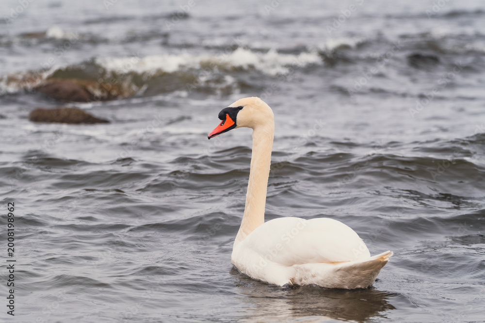 Fototapeta premium White swan swimming in the sea. Wild bird floating on calm ocean water. Nature wildlife photography with avian creature. Marine environment travel and tranquility concept for decoration.