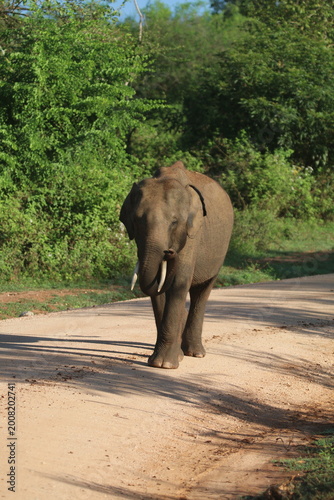 Sri Lankan Elephants in Udawalawe national Park, Sri Lanka 