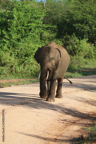 Sri Lankan Elephants in Udawalawe national Park, Sri Lanka 