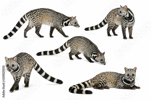 Large Indian civet (Viverricula indica) isolated on white background, shown in a natural sniffing posture. Ideal for wildlife, nature, and educational use.