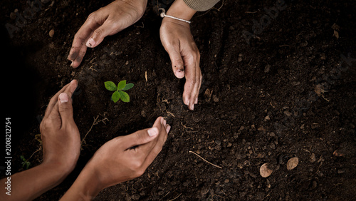 Tableau sur toile Multiple hands planting small tree in soil, teamwork and environmental sustainab