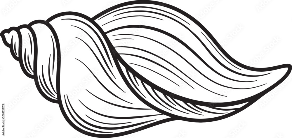 Obraz premium Whelk seashell linear vector illustration for beach theme design with elegant swirling black contours.
