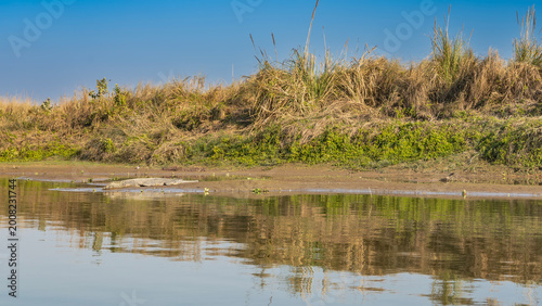 A large wild crocodile gharial Gavialis gangeticus lies on the sandy river bank. Thickets of grass on the coast. The blue sky. Reflection on calm water. Nepal. Chitwan National Park. Rapti river.
 