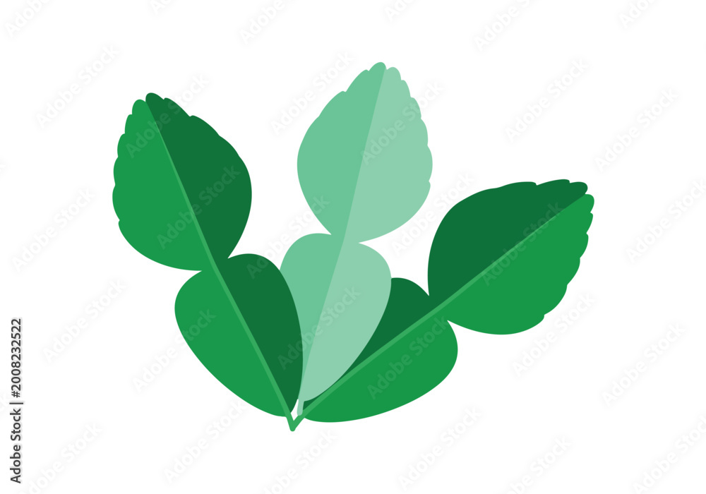 Obraz premium Green Kaffir Lime Leaves Illustration.