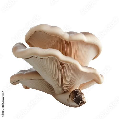 Oyster mushroom isolated on white background 
