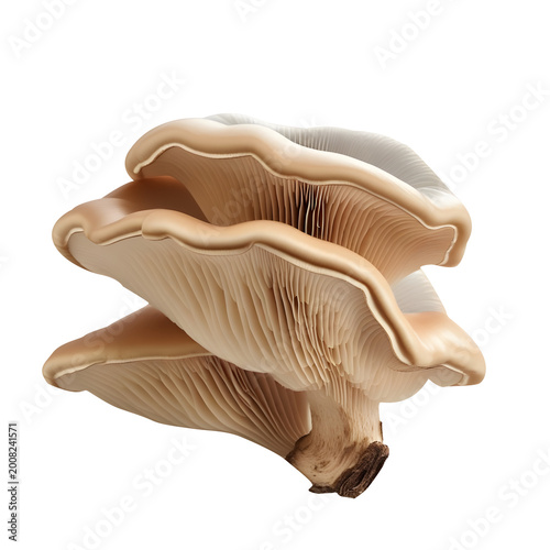 Oyster mushroom isolated on white background 