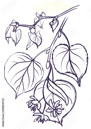small-leaved lime, Tilia cordata , tree branch with leaves and blossoms, drawing monochrome sketch of medicinal plant, hand drawn botanical illustration