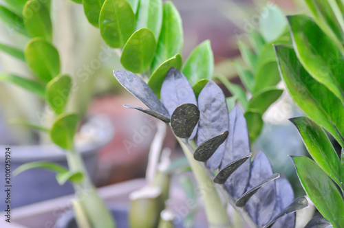 Zamioculcas zamiifolia , Zanzibar Gem or ARACEAE or black Zamioculcas zamiifolia or Zamioculcas zamiifolia Lodd Engl, Raven ZZ Plant or black leaves