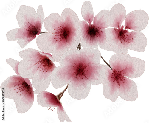 cherry blossom watercolor