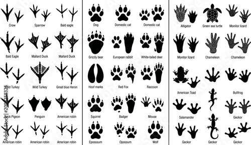 Fotografie Animal track and footprint identification reference chart with labeled paw print