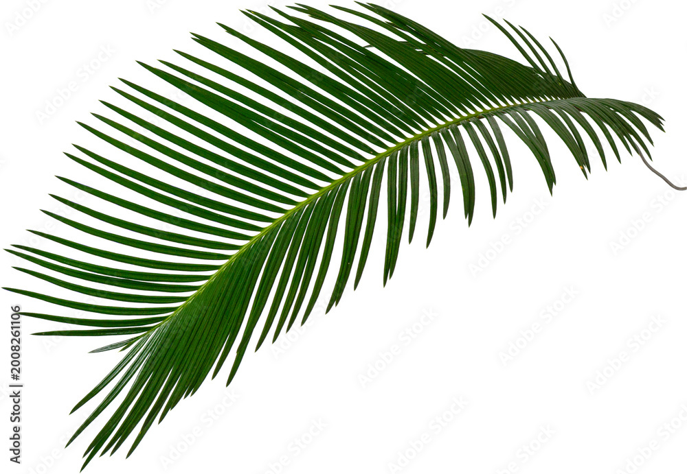 Naklejka premium Curved Sago Palm leaf branch, Mawar Jambe botanical element for tropical design.